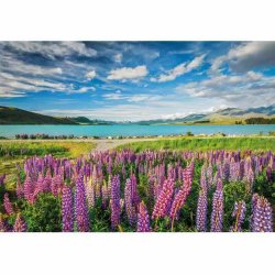 Clementoni puslespil 1500 brikker - CB HQC Lupins at Lake Tekapo