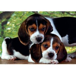 Clementoni puslespil 500 brikker - CB HQC Close Together