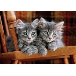 Clementoni puslespil 500 brikker - CB HQC Kittens