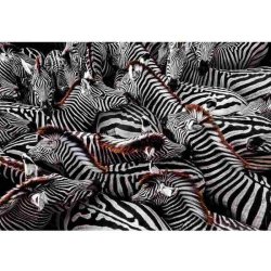 Clementoni puslespil 1000 brikker - CB HQC NG Zebra