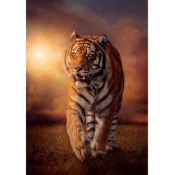 Clementoni puslespil 1000 brikker - CB HQC Tiger